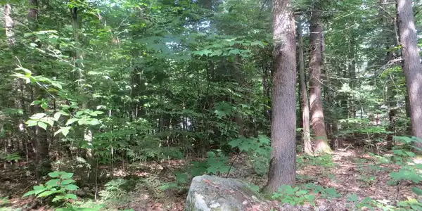 Acorn