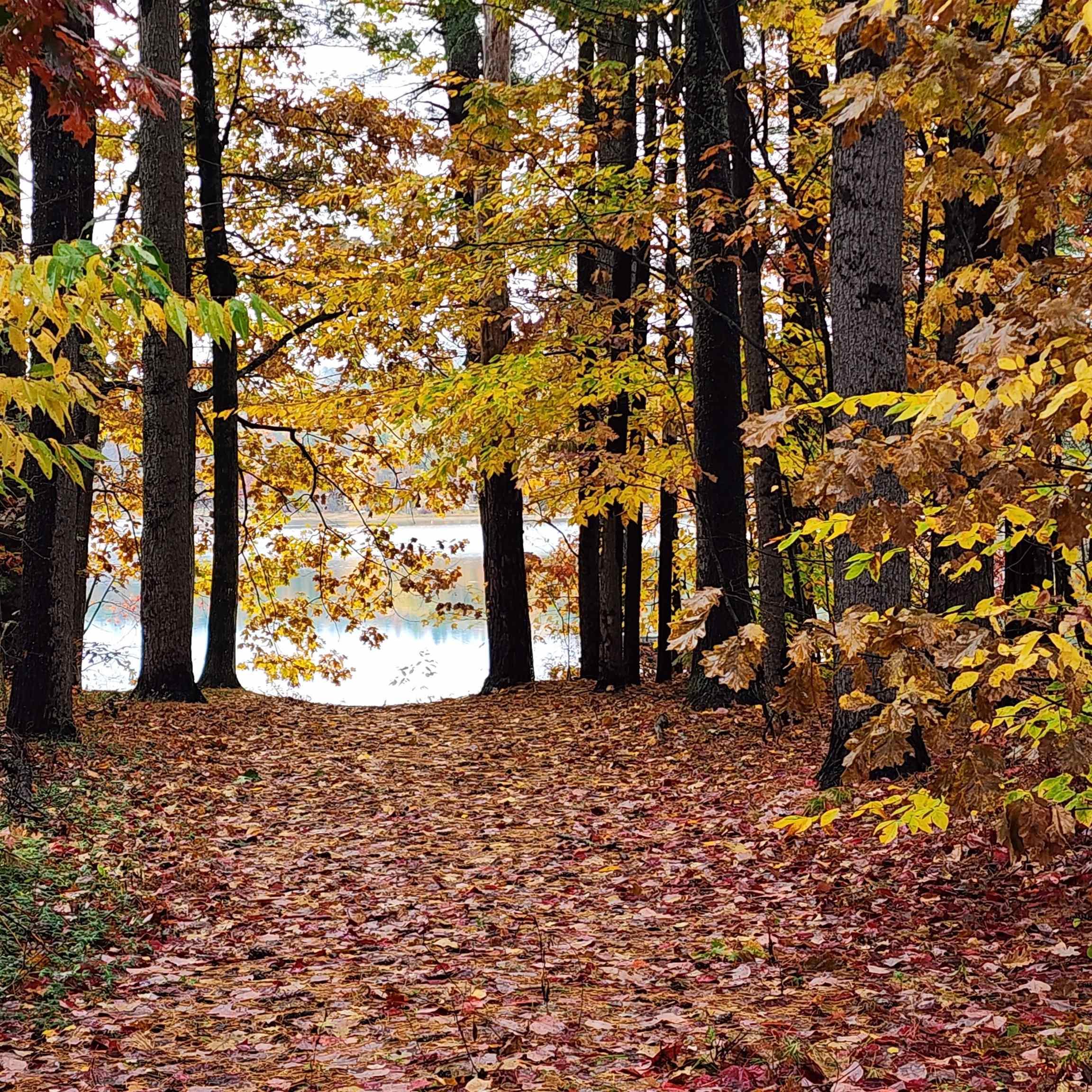 Image 1: View Of Lot From Emerald Lane