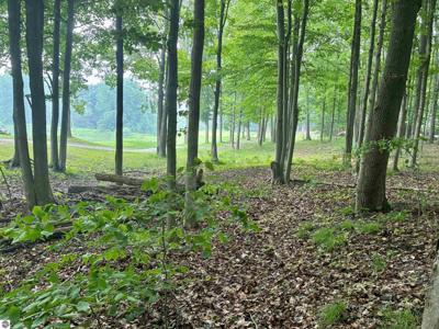 V/L 8 Forest Trail