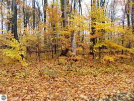 000 White Birch