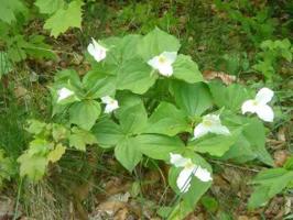 Lot 16 Pleasantview Woods Drive