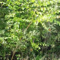 Lot 638 Garden Island Veiw Rd