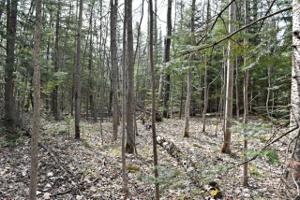 00 Tom MC Cauley's Road