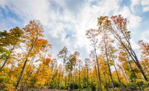 0 high pines Trail lot 24