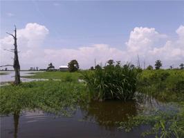 TBD OWL BAYOU Other