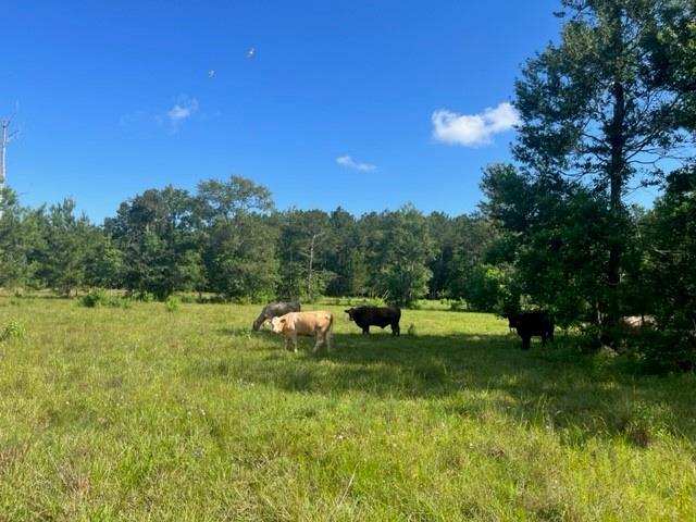 Image 2: Cleared Pasture Land