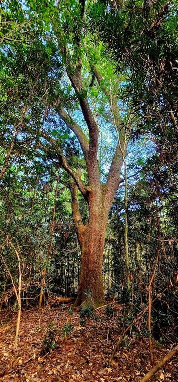 Image 2: One of the live oaks on the property
