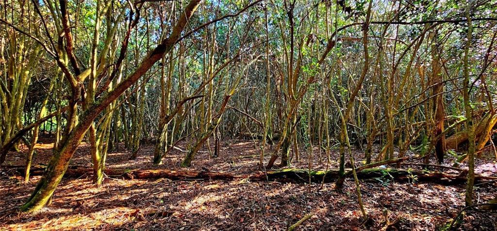 Image 3: Holly grove