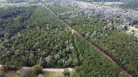 49 Acres HOLLIDAY Road