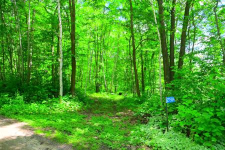27589 Norway Trail
