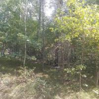 3806 Wildlife