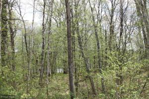 XXX Fawn Forest Lot 11 Road