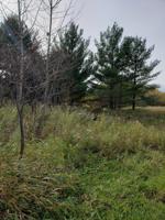 16273 Linden Tree