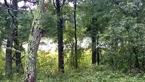 TBD Lot 1 Preserve Circle