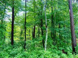 XYZ Spruce Drive