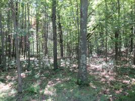 xxx White Pines