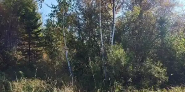TBD County Road 429