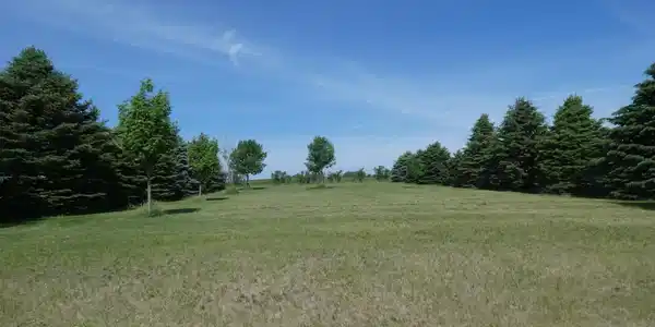 17 Pheasant