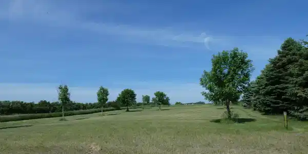 19 Pheasant