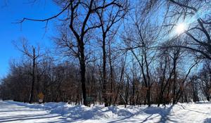 29486 Casswood