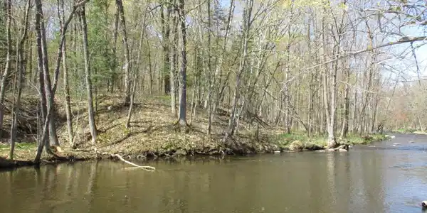 LOT A Porcupine
