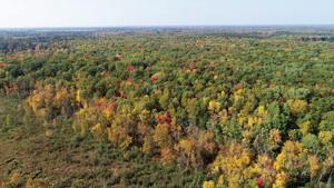 XXX Dutcher County Forest Road