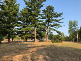 39884 White Pine