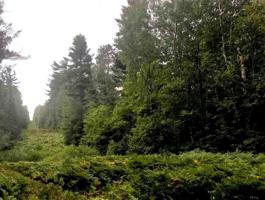 TBD Niles Bay Forest Rd