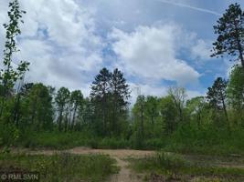 25079 Timber Tree