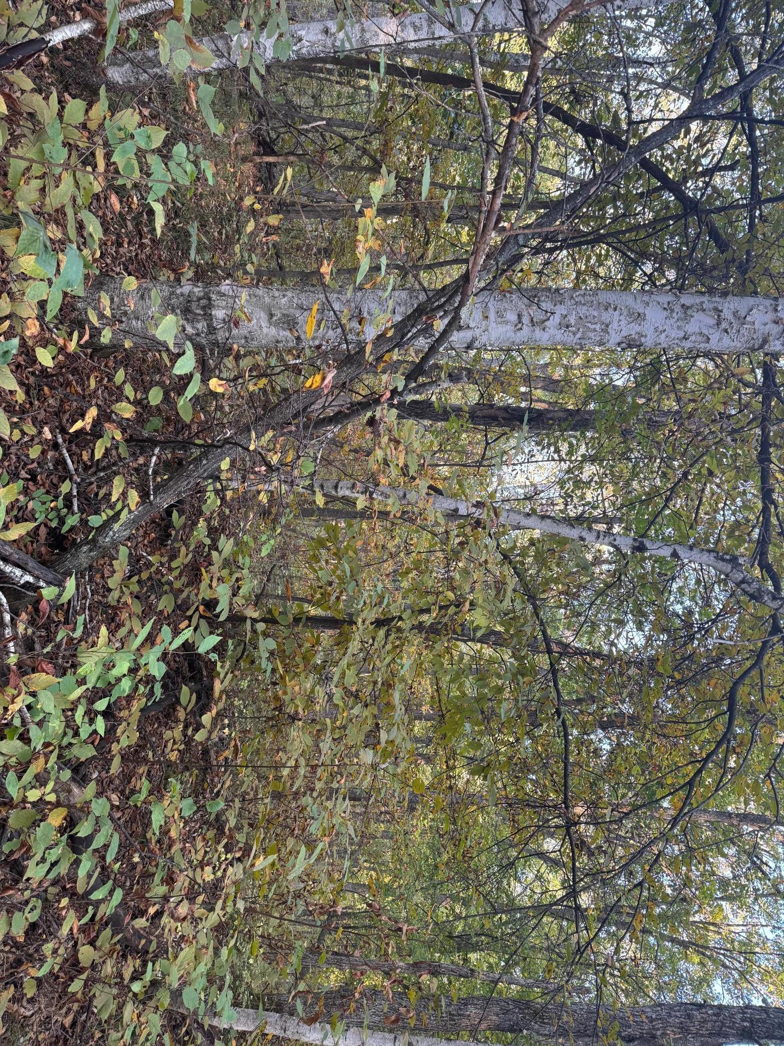 Image 4 Image 4