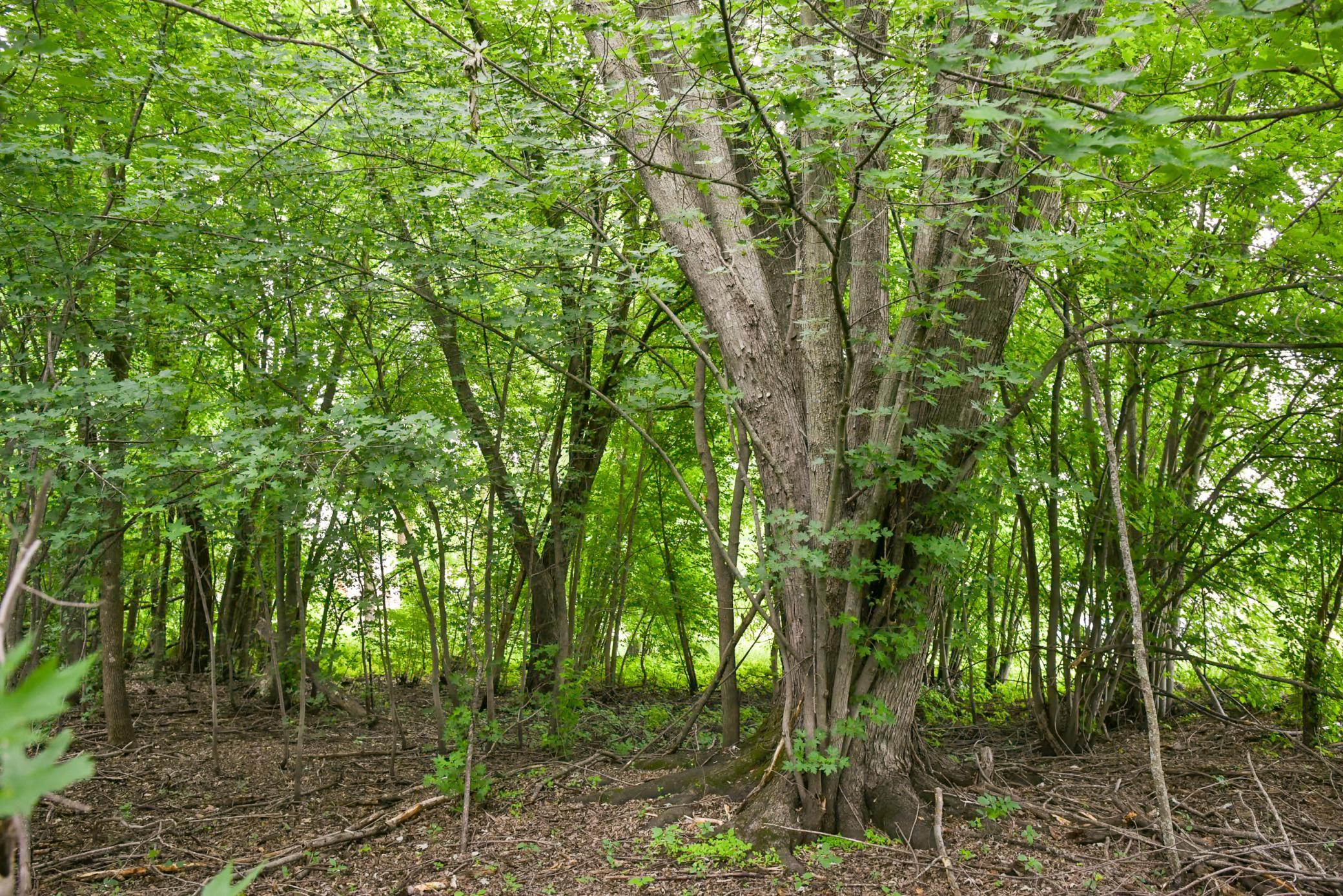 Image 4 Image 4