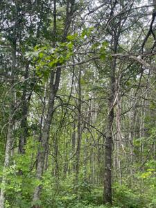 Lot 2 Patriot Ave