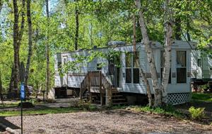 30370 Whitebirch