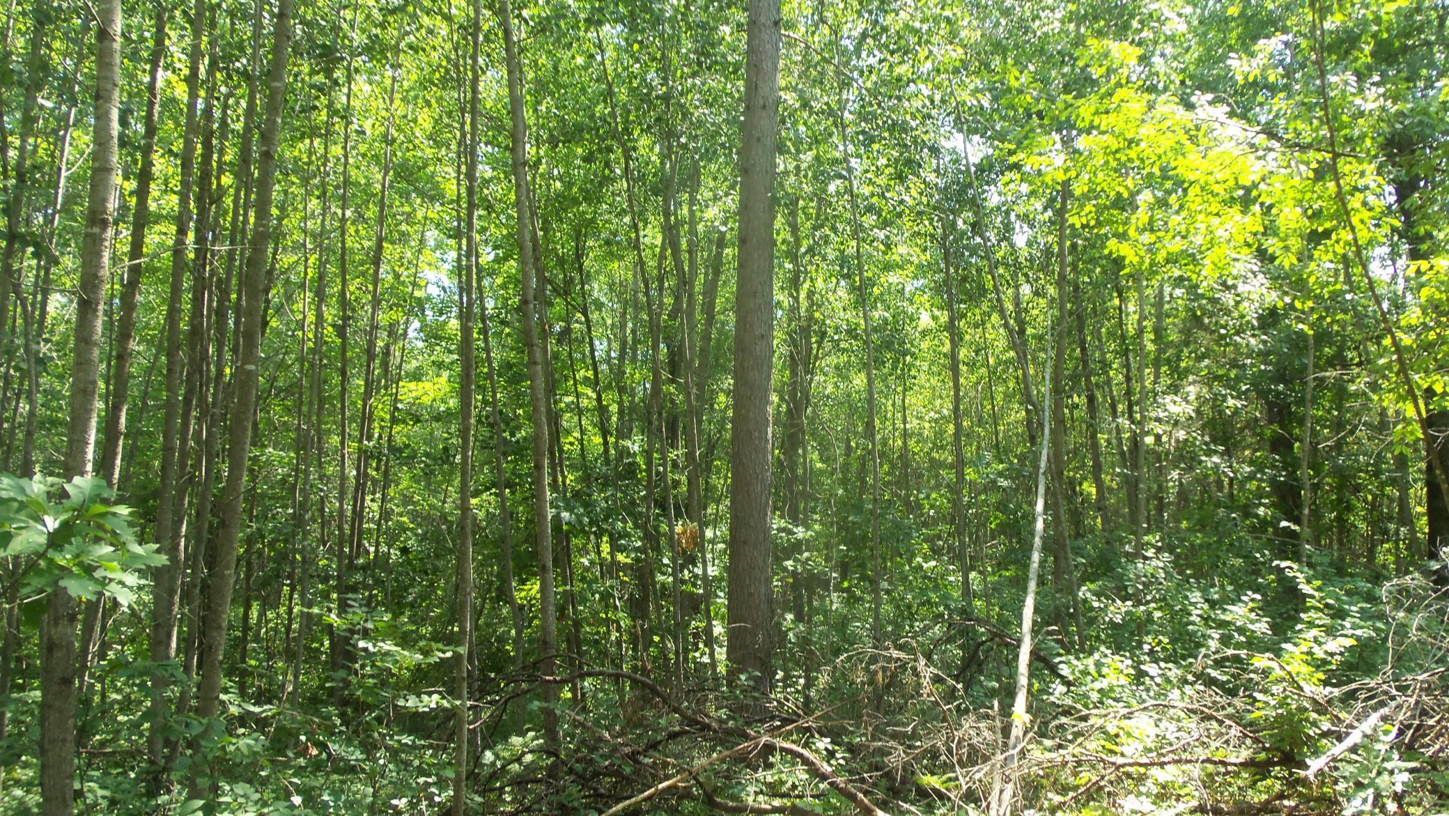 Image 4 Image 4