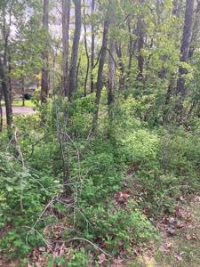 Lot 3 Pinewood Drive