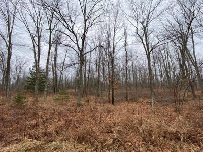 55695 Tamarack Pine