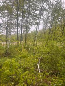 xxx Cardinal Trail
