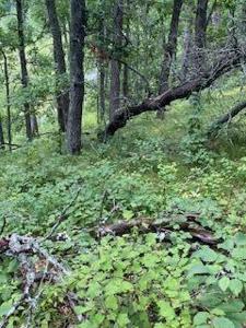 TBD Fawn Lake