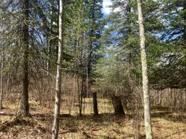 000 Bigfork Trail