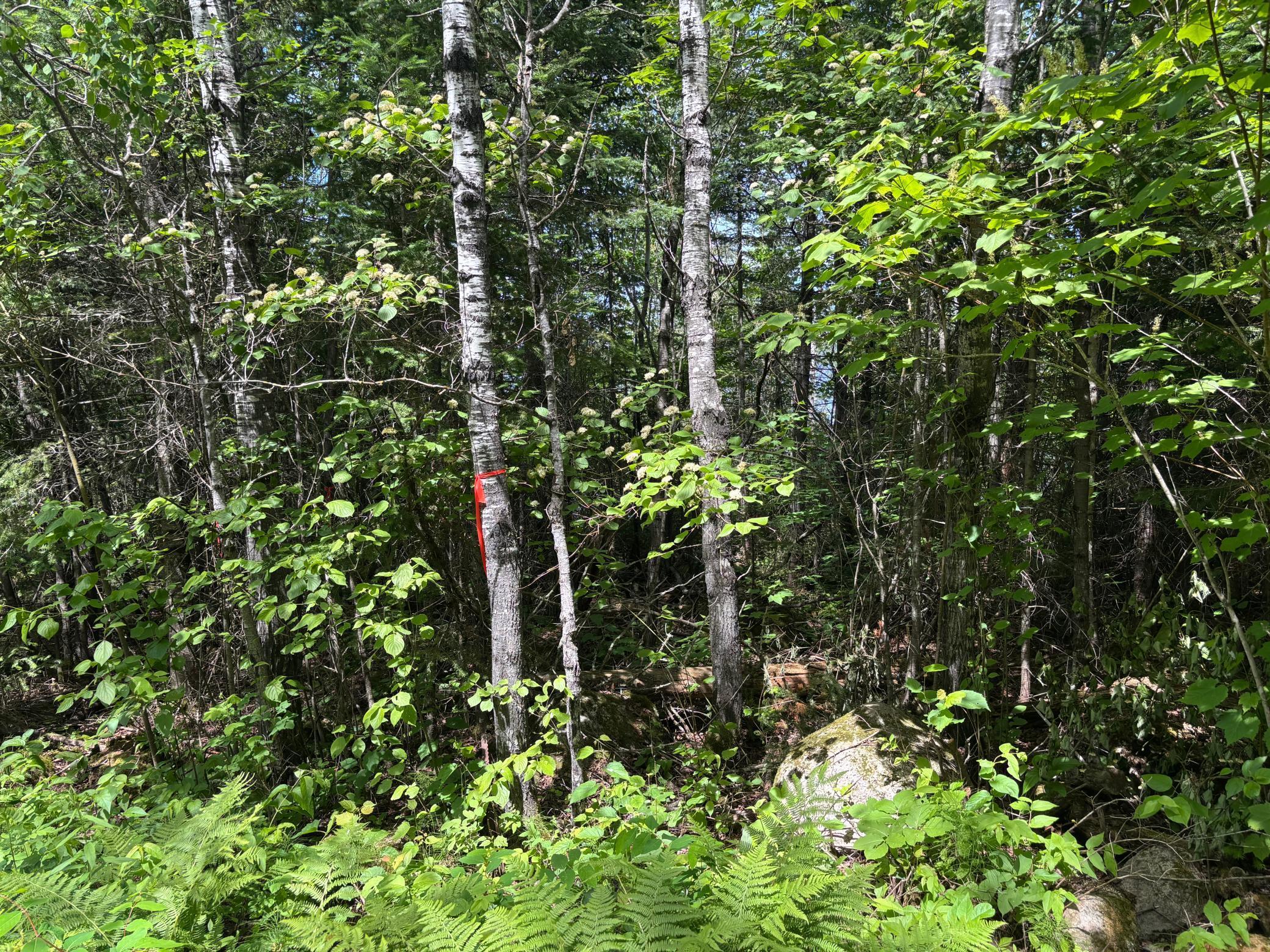 Image 4 Image 4