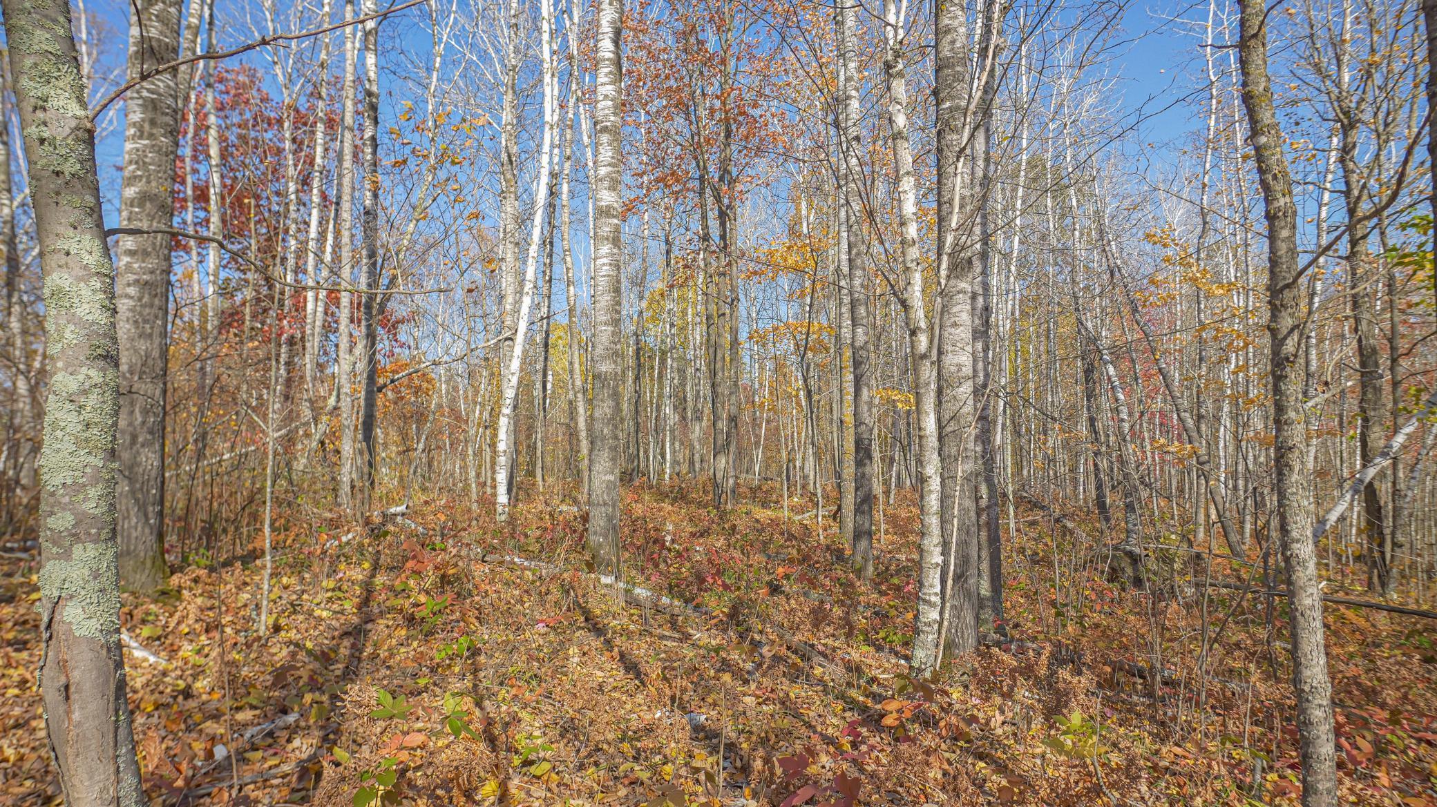 Image 4 Image 4