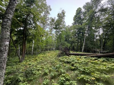 TBD5 Cedar Drive