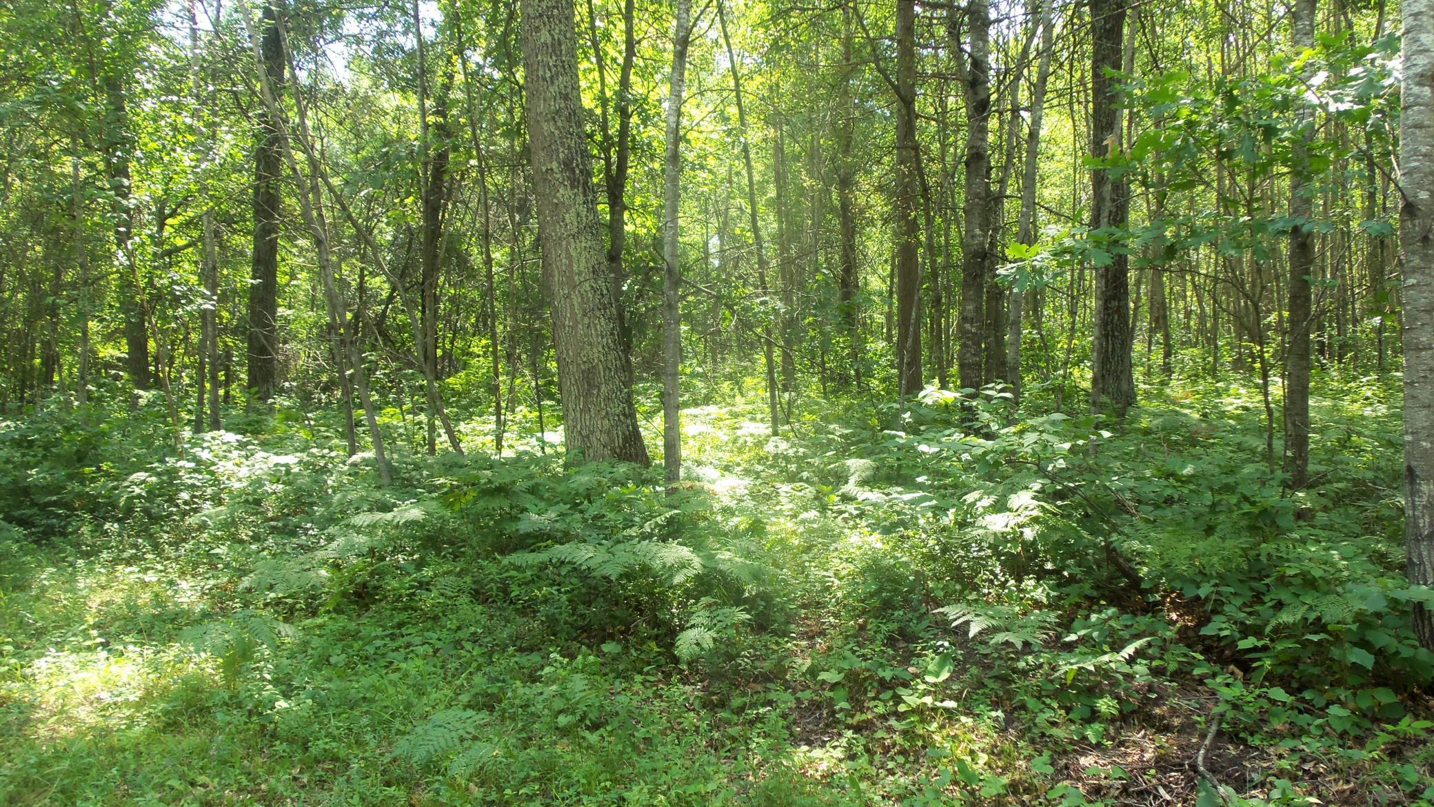 Image 4 Image 4
