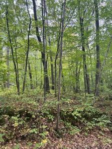 xxx West Lake Camile dr/Topaz trl