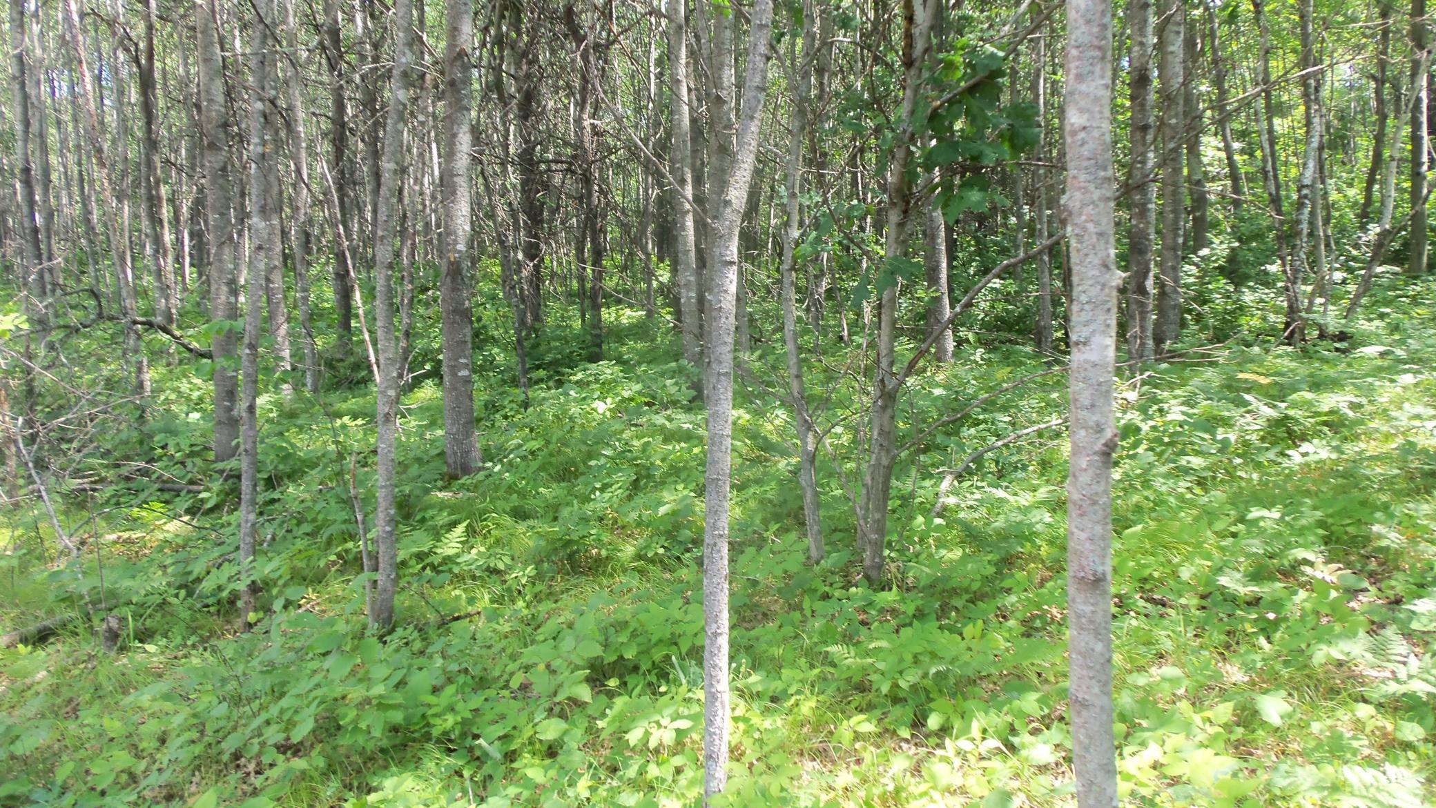 Image 4 Image 4