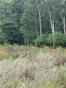 TBD N Fox Lake Lane