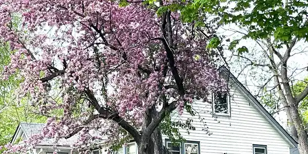 1656 Finch