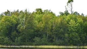 TBD Buckmn Lk rd
