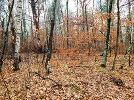XXX Forest Knolls