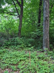 TBD Lot 310 197th Ave